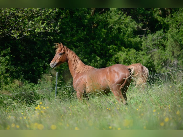 Americano da Sella Giumenta 3 Anni 160 cm Sauro in Kierspe