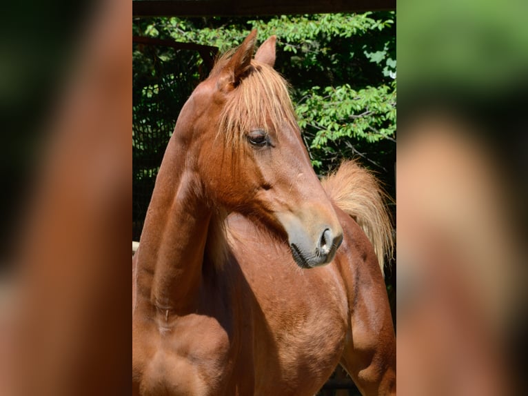 Americano da Sella Giumenta 3 Anni 160 cm Sauro in Kierspe