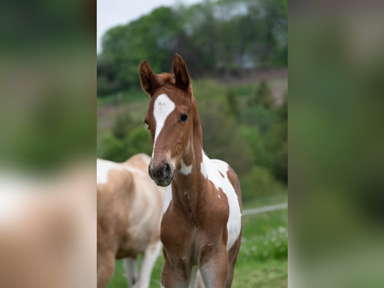 Americano da Sella Stallone 2 Anni 165 cm Pezzato in Kierspe