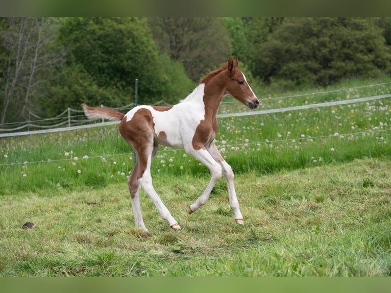 Americano da Sella Stallone 2 Anni 165 cm Pezzato in Kierspe