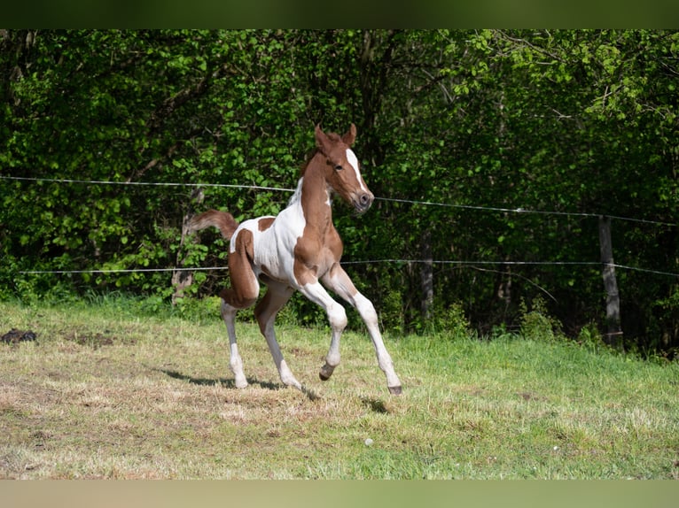 Americano da Sella Stallone 2 Anni 165 cm Pezzato in Kierspe