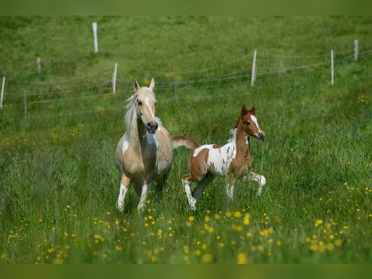 Americano da Sella Stallone 2 Anni 165 cm Pezzato in Kierspe