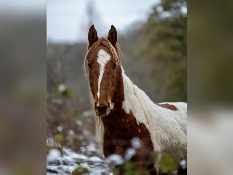Americano da Sella Stallone 3 Anni 165 cm Pezzato in Kierspe