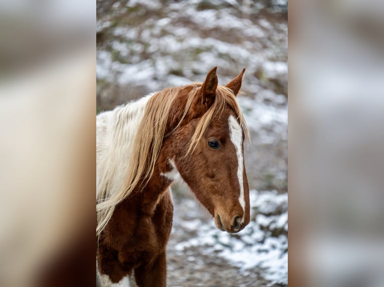 Americano da Sella Stallone 3 Anni 165 cm Pezzato in Kierspe