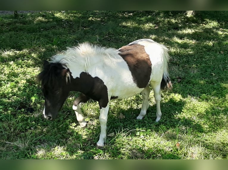 Amerikaans minipaard Hengst 10 Jaar 86 cm Overo-alle-kleuren in Tieschen