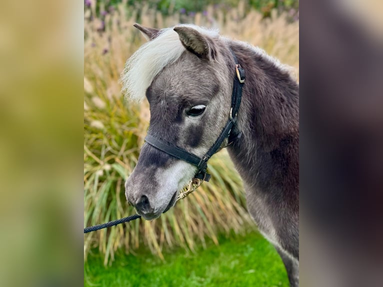 Amerikaans minipaard Hengst 10 Jaar 95 cm in Wiekevorst