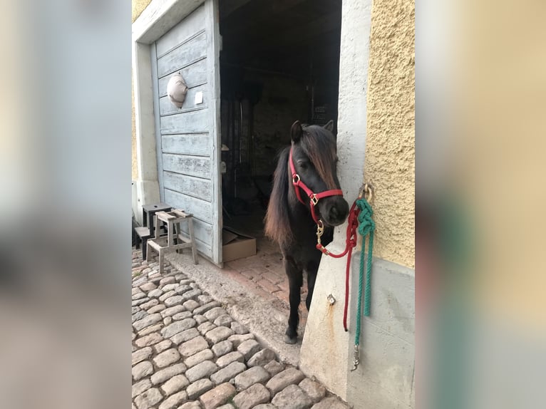 Amerikaans minipaard Hengst 11 Jaar in Schwörstadt