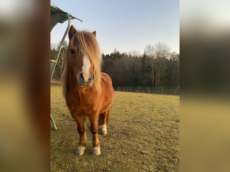 Amerikaans minipaard Mix Hengst 13 Jaar Vos in Sulzriegel