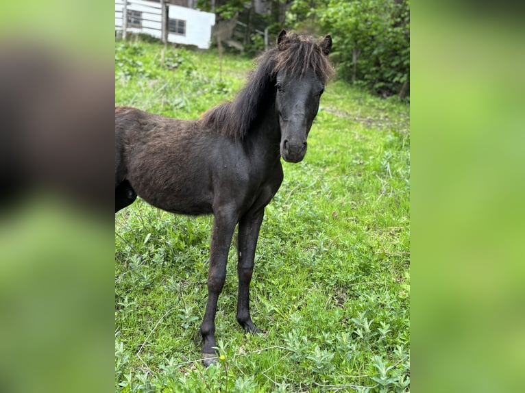 Amerikaans minipaard Hengst 1 Jaar 105 cm Zwart in Wagrain