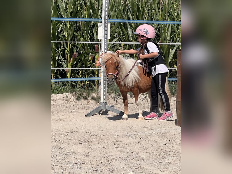 Amerikaans minipaard Hengst 1 Jaar 65 cm Gevlekt-paard in Helpfau