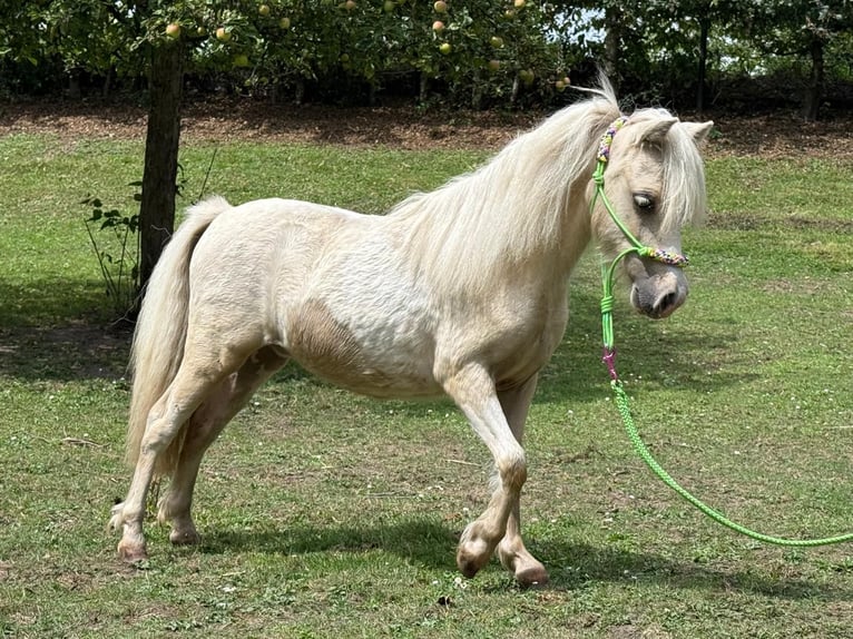 Amerikaans minipaard Hengst 1 Jaar 70 cm Tobiano-alle-kleuren in Herwijnen
