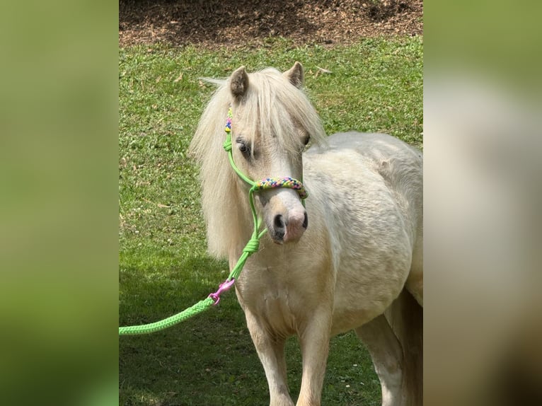 Amerikaans minipaard Hengst 1 Jaar 70 cm Tobiano-alle-kleuren in Herwijnen