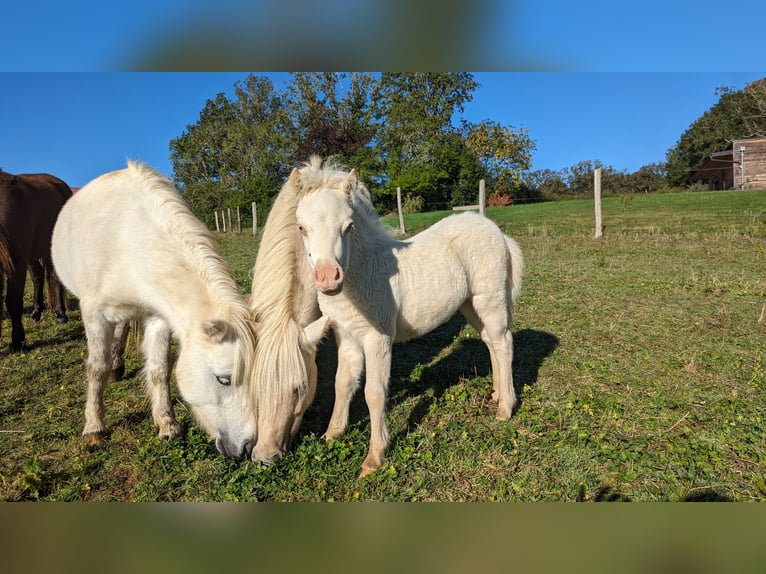 Amerikaans minipaard Hengst 1 Jaar 75 cm Wit in Auxerre