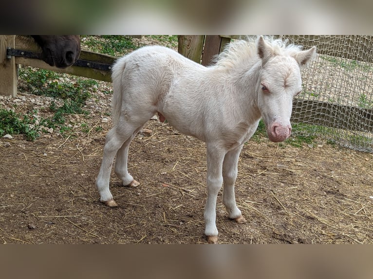 Amerikaans minipaard Hengst 1 Jaar 75 cm Wit in Auxerre