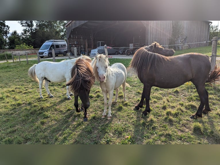 Amerikaans minipaard Hengst 1 Jaar 75 cm Wit in Auxerre