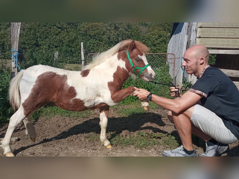 Amerikaans minipaard Hengst 1 Jaar 80 cm Gevlekt-paard in chambeire