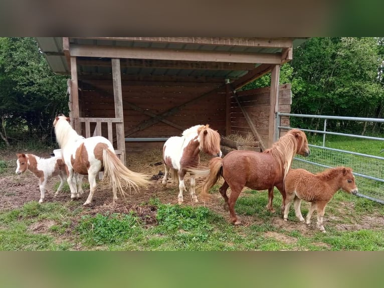 Amerikaans minipaard Hengst 1 Jaar 80 cm Gevlekt-paard in chambeire