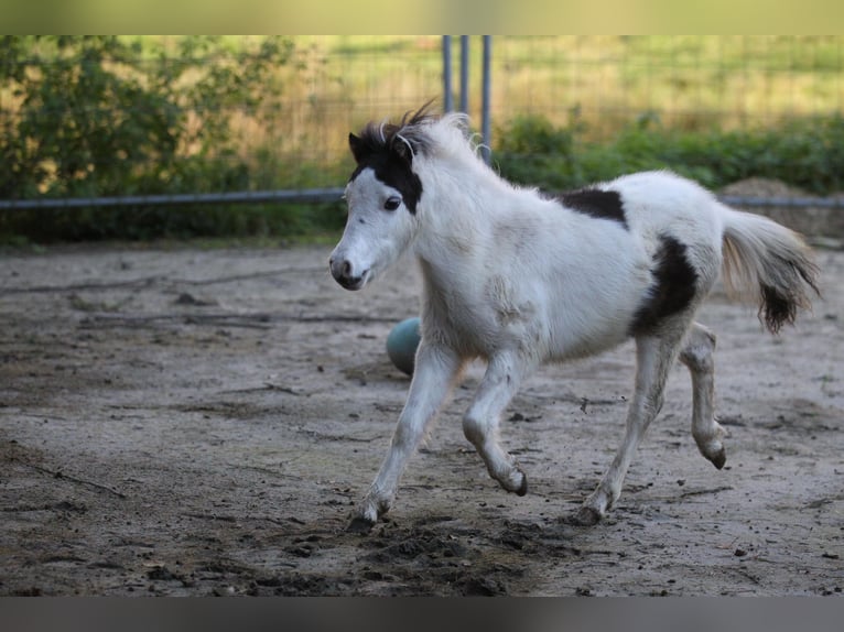 Amerikaans minipaard Hengst 1 Jaar 80 cm Overo-alle-kleuren in Hinterweidenthal