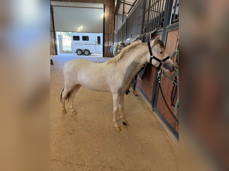 Amerikaans minipaard Hengst 1 Jaar 81 cm in Tyler