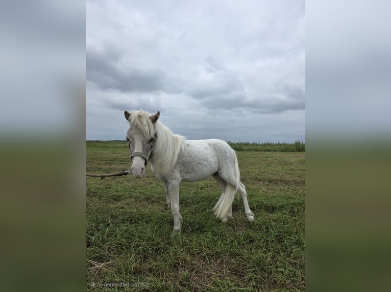 Amerikaans minipaard Hengst 1 Jaar 82 cm in lincent