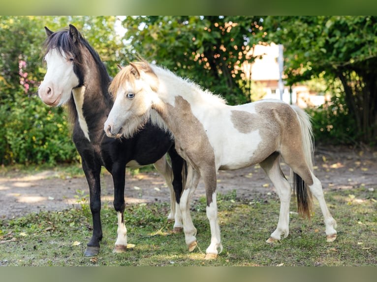 Amerikaans minipaard Hengst 1 Jaar 82 cm Tovereo-alle-kleuren in S&#xF6;hlde