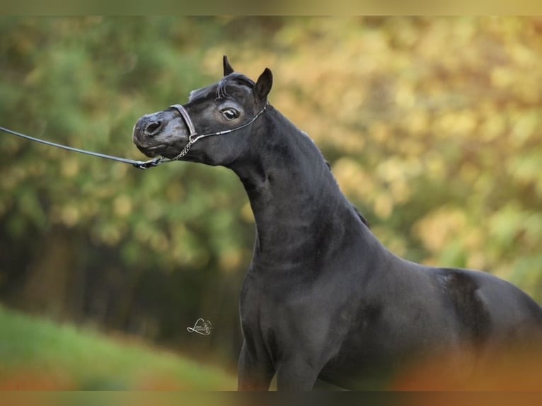 Amerikaans minipaard Hengst 1 Jaar 84 cm Zwart in Aarschot