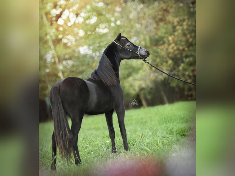 Amerikaans minipaard Hengst 1 Jaar 84 cm Zwart in Aarschot