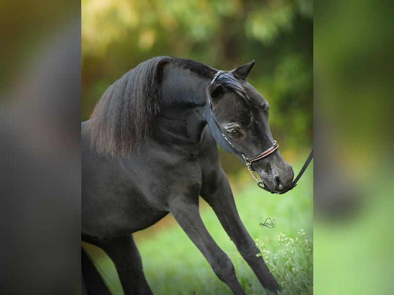 Amerikaans minipaard Hengst 1 Jaar 84 cm Zwart in Aarschot