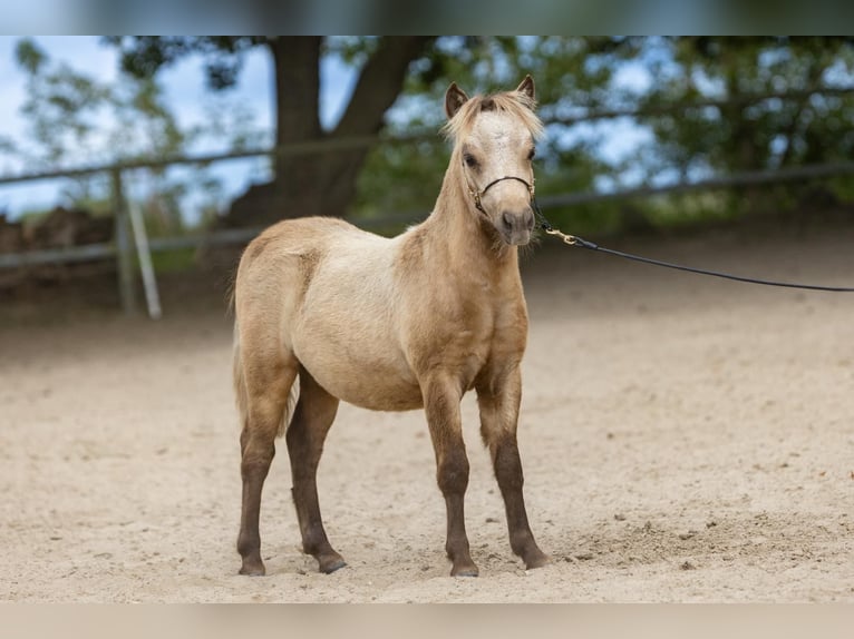 Amerikaans minipaard Hengst 1 Jaar 85 cm Buckskin in Pritzwalk
