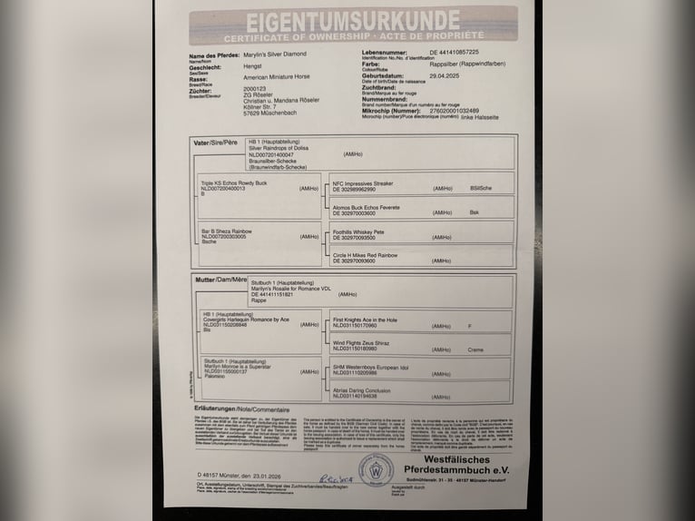 Amerikaans minipaard Hengst 1 Jaar 85 cm  in Hennef