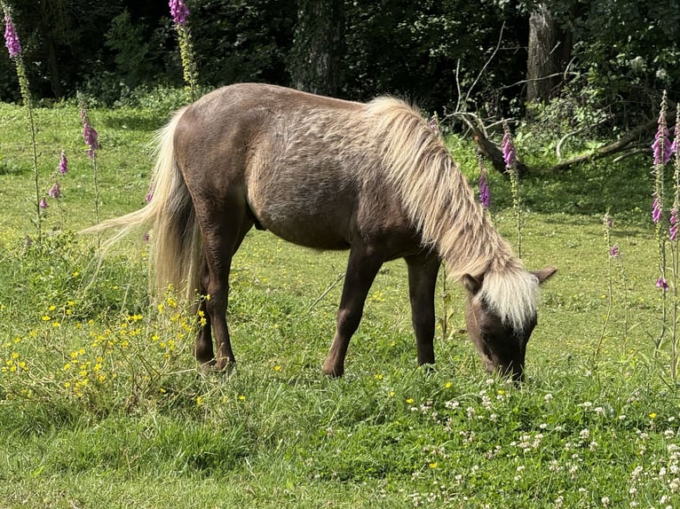 Amerikaans minipaard Hengst 1 Jaar 85 cm  in Hennef