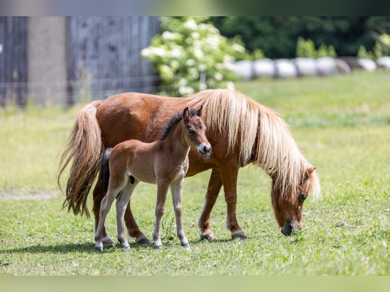 Amerikaans minipaard Hengst 1 Jaar 85 cm  in Gardelegen