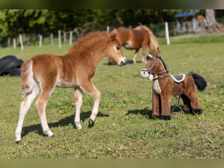 Amerikaans minipaard Hengst 1 Jaar 85 cm  in Gardelegen