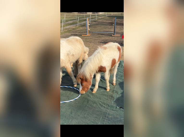 Amerikaans minipaard Hengst 1 Jaar 85 cm  in Gardelegen