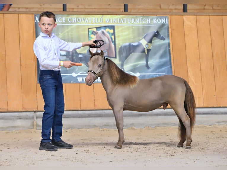 Amerikaans minipaard Hengst 1 Jaar 85 cm  in Gardelegen