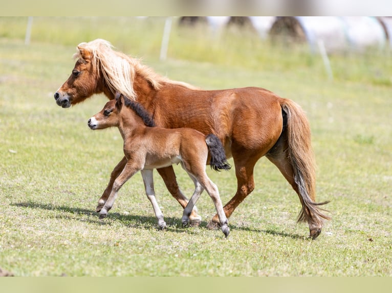 Amerikaans minipaard Hengst 1 Jaar 85 cm  in Gardelegen