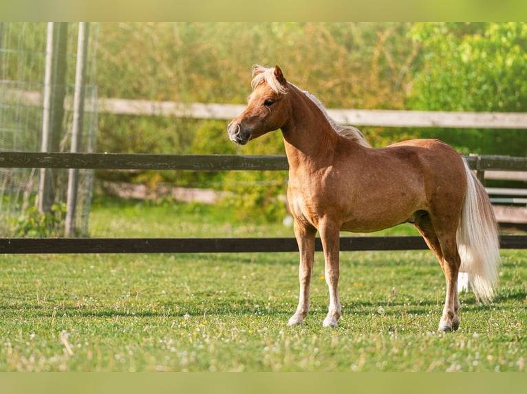 Amerikaans minipaard Hengst 1 Jaar 86 cm Vos in Bystřice u Benešova