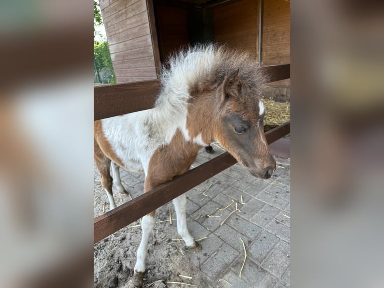 Amerikaans minipaard Hengst 1 Jaar 87 cm Gevlekt-paard in Selm