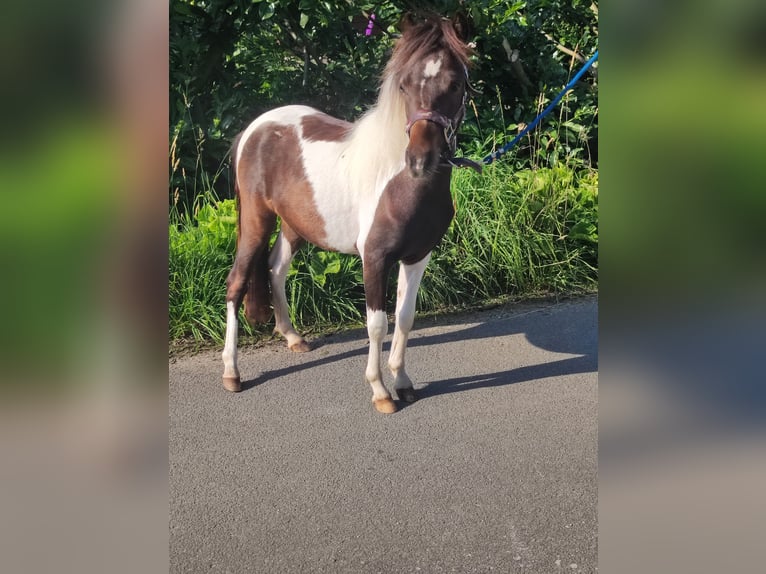 Amerikaans minipaard Hengst 1 Jaar 87 cm Gevlekt-paard in Selm