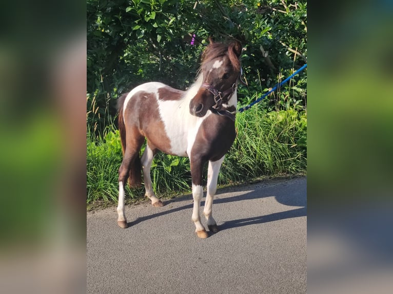 Amerikaans minipaard Hengst 1 Jaar 87 cm Gevlekt-paard in Selm