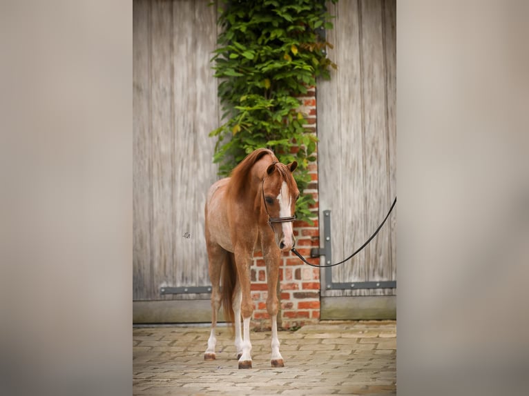 Amerikaans minipaard Hengst 1 Jaar 90 cm Sabino in Wiekevorst