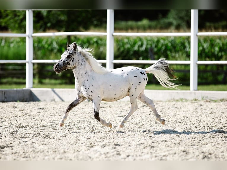 Amerikaans minipaard Hengst 1 Jaar Appaloosa in Tainach