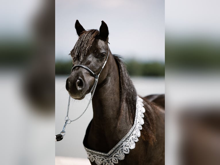 Amerikaans minipaard Hengst 1 Jaar Appaloosa in Tainach