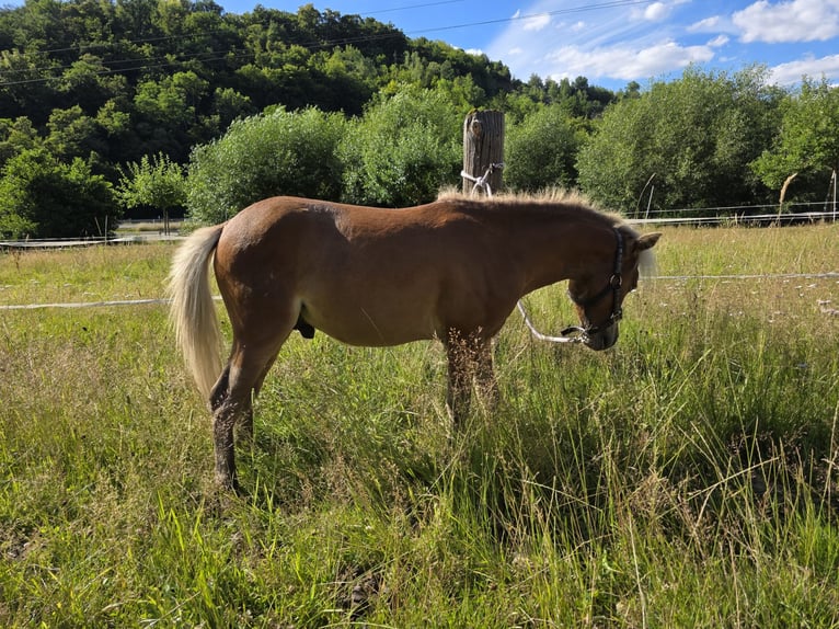 Amerikaans minipaard Hengst 1 Jaar  in Büdingen