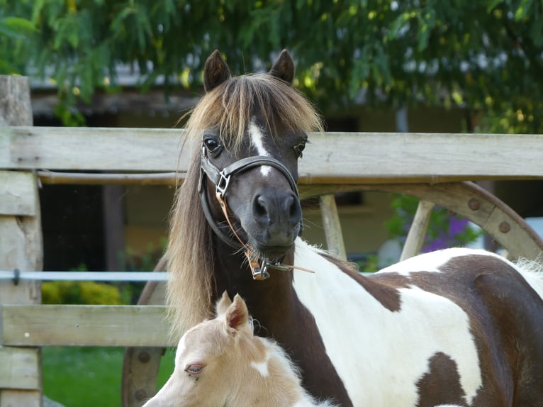 Amerikaans minipaard Hengst 1 Jaar Palomino in Ponlat-Taillebourg