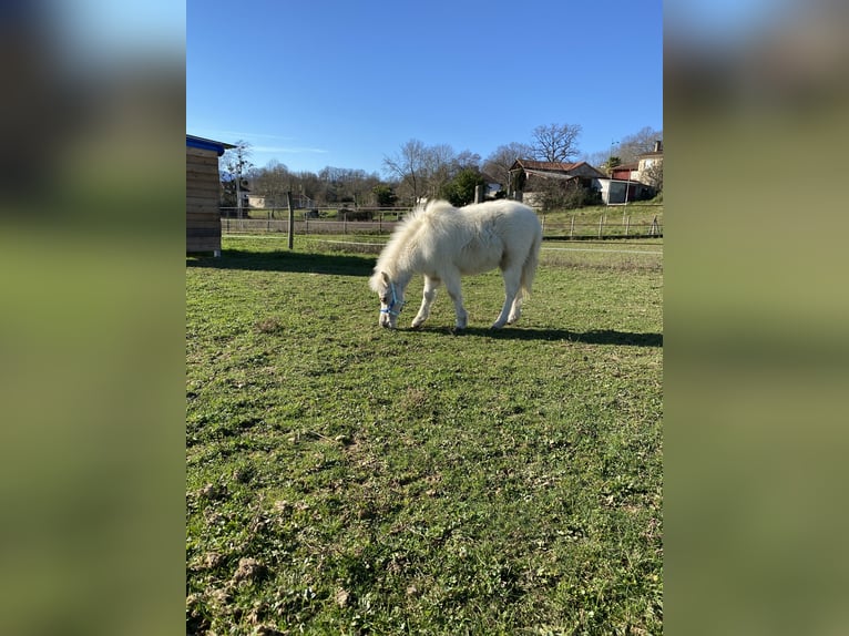 Amerikaans minipaard Hengst 1 Jaar Palomino in Ponlat-Taillebourg