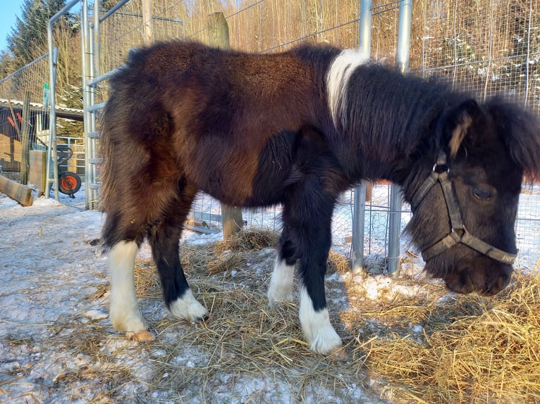 Amerikaans minipaard Hengst 2 Jaar 110 cm Gevlekt-paard in Gettnau