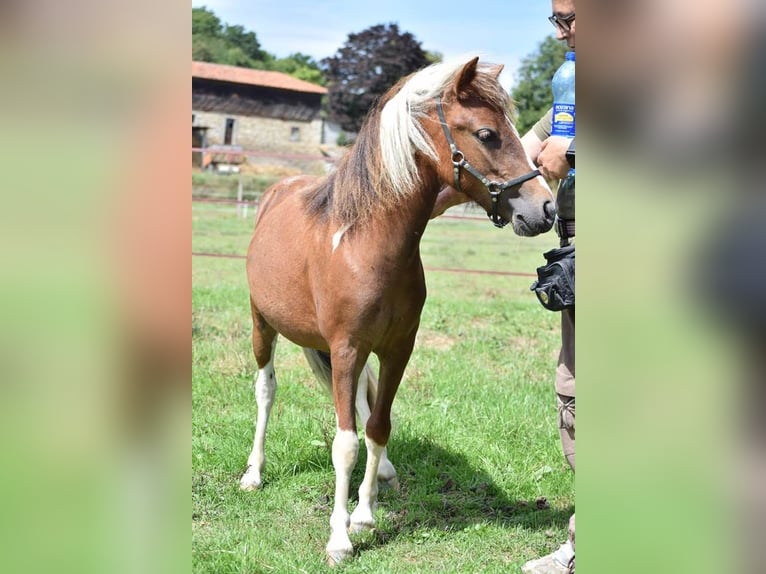 Amerikaans minipaard Hengst 2 Jaar 90 cm Overo-alle-kleuren in Ponlat-Taillebourg