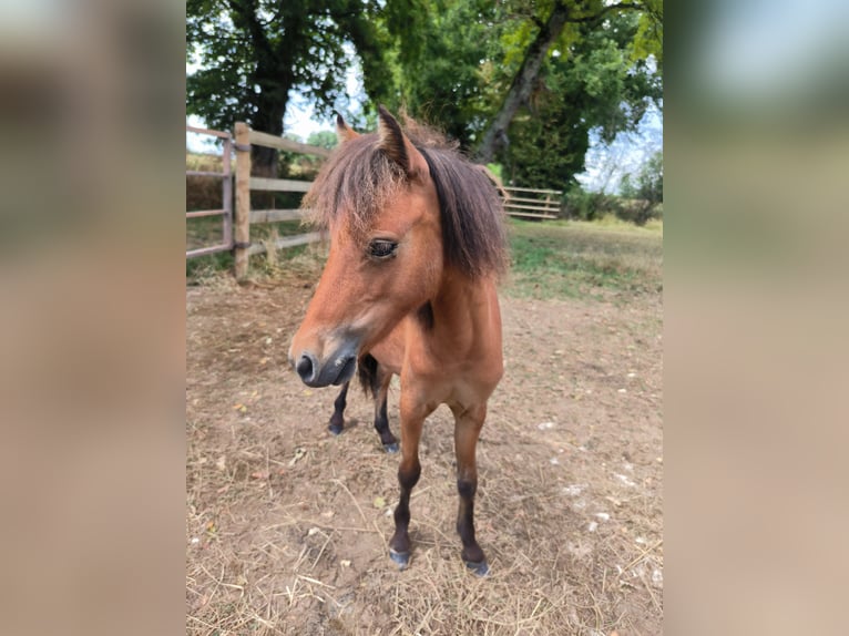 Amerikaans minipaard Hengst 2 Jaar Bruin in Chaveyriat