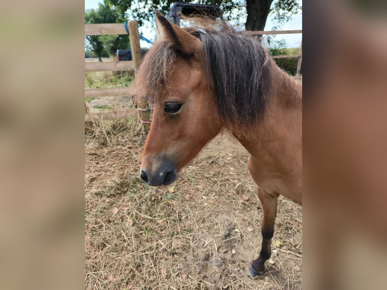 Amerikaans minipaard Hengst 2 Jaar Bruin in Chaveyriat